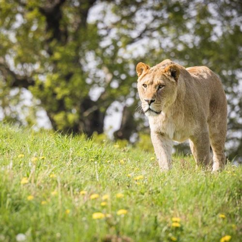 Safari trip at Woburn