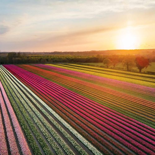 Norfolk Tulip Garden