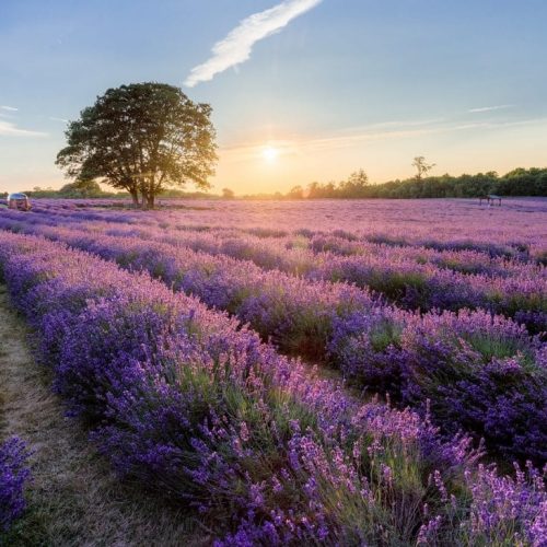 Lavender Farm